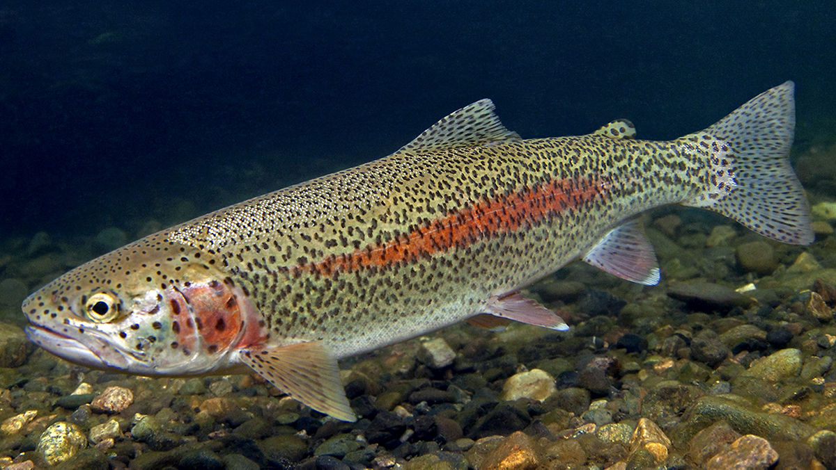 wafrainbowtrout-pc
